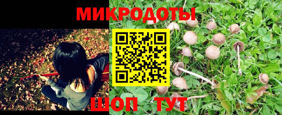 Галлюциногенные грибы Psilocybe Магнитогорск